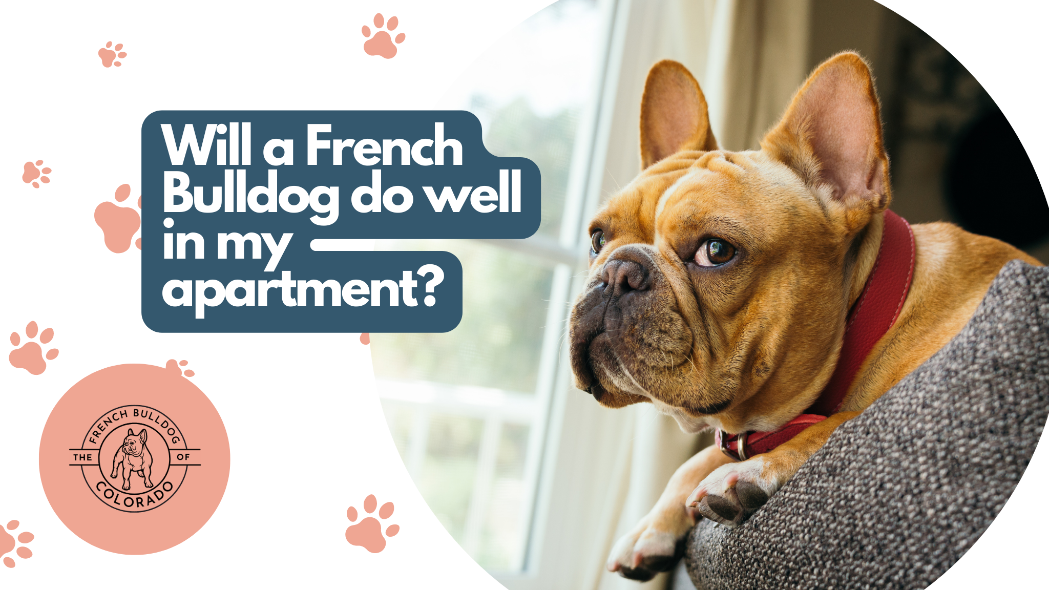 Will a French Bulldog do well in my apartment? The French Bulldog of Colorado Blog