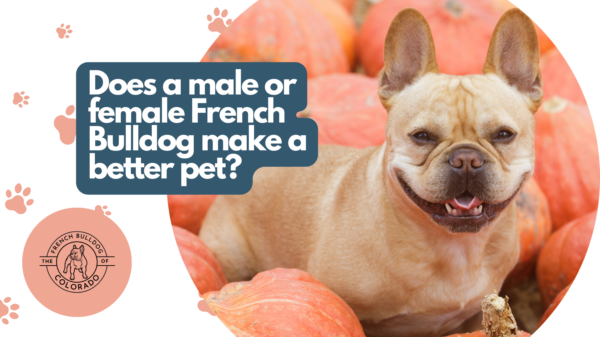 Does a male or female French Bulldog make a better pet? The French Bulldog of Colorado Blog
