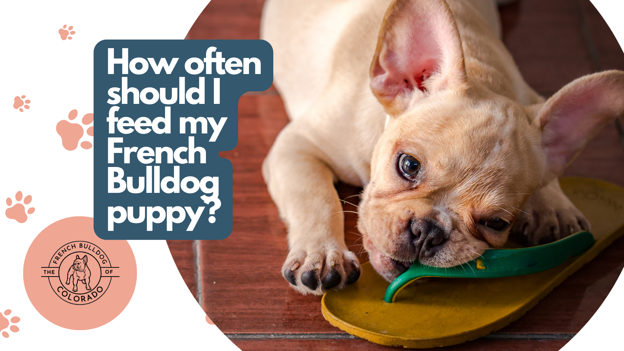 How often should I feed my French Bulldog puppy? The French Bulldog of Colorado Blog