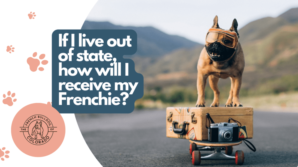 If I live out of state, how will I receive my Frenchie? the French Bulldog of Colorado Blog