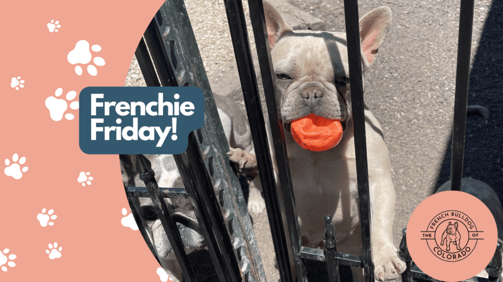 Frenchie Friday June 17th, 2022
