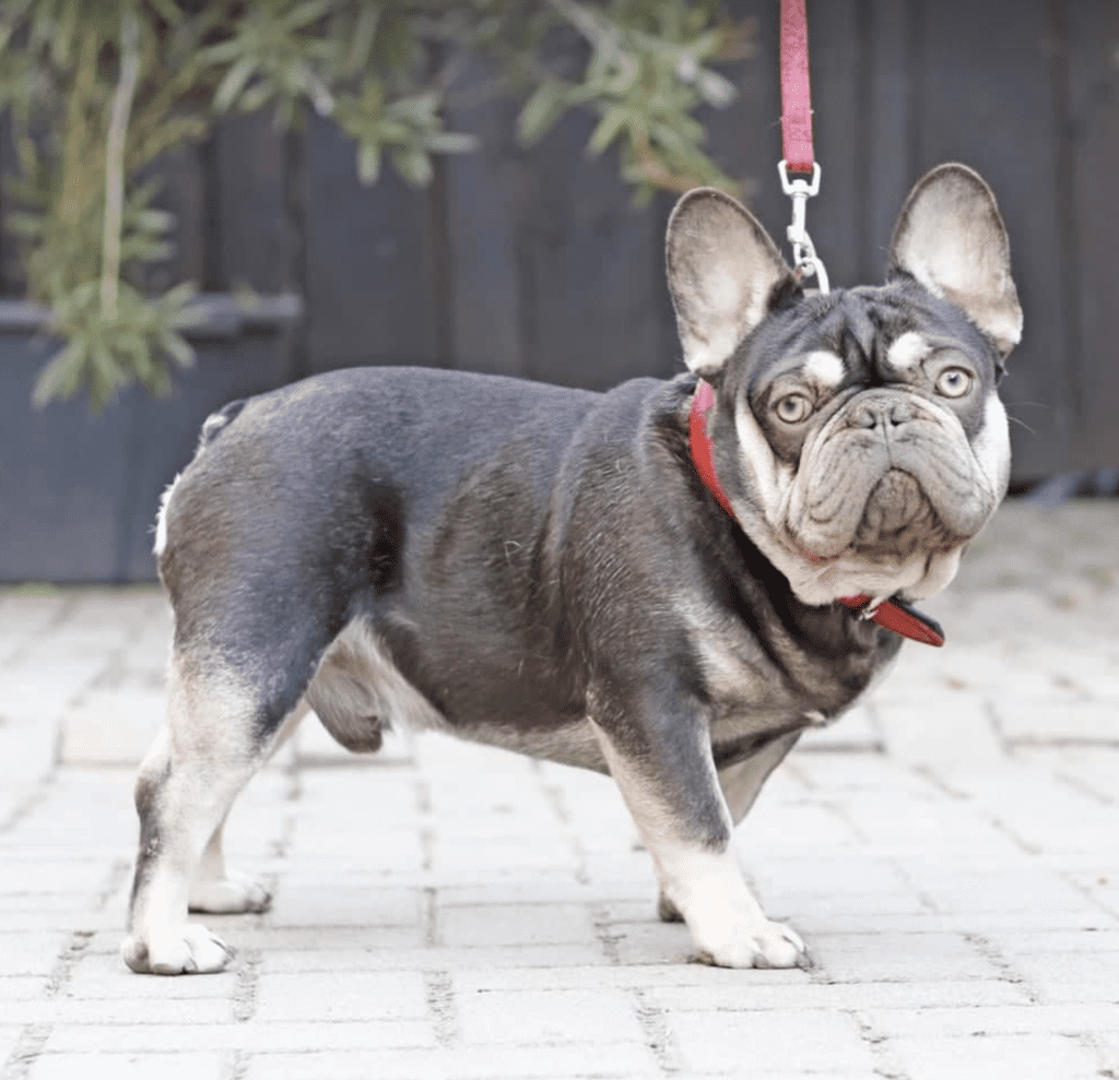 Niles Platinum Male French Bulldog