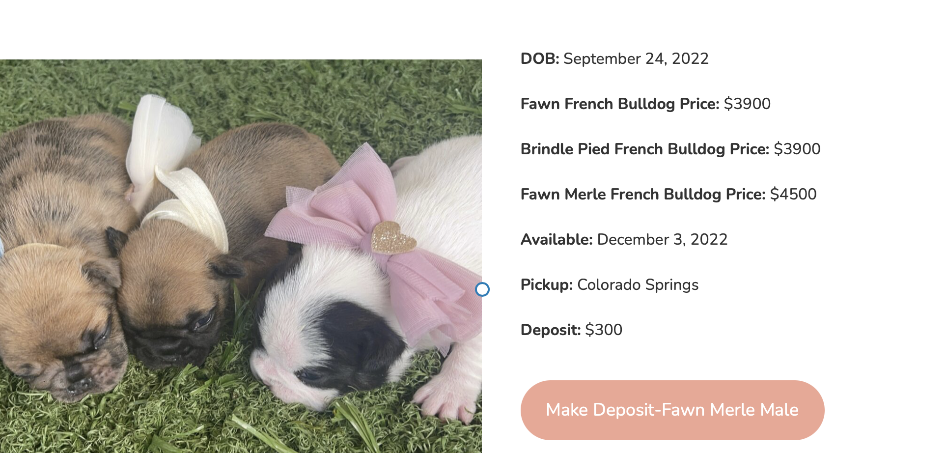 Fawn, Merle, & Pied French Bulldog Litter: Born 9/24/22