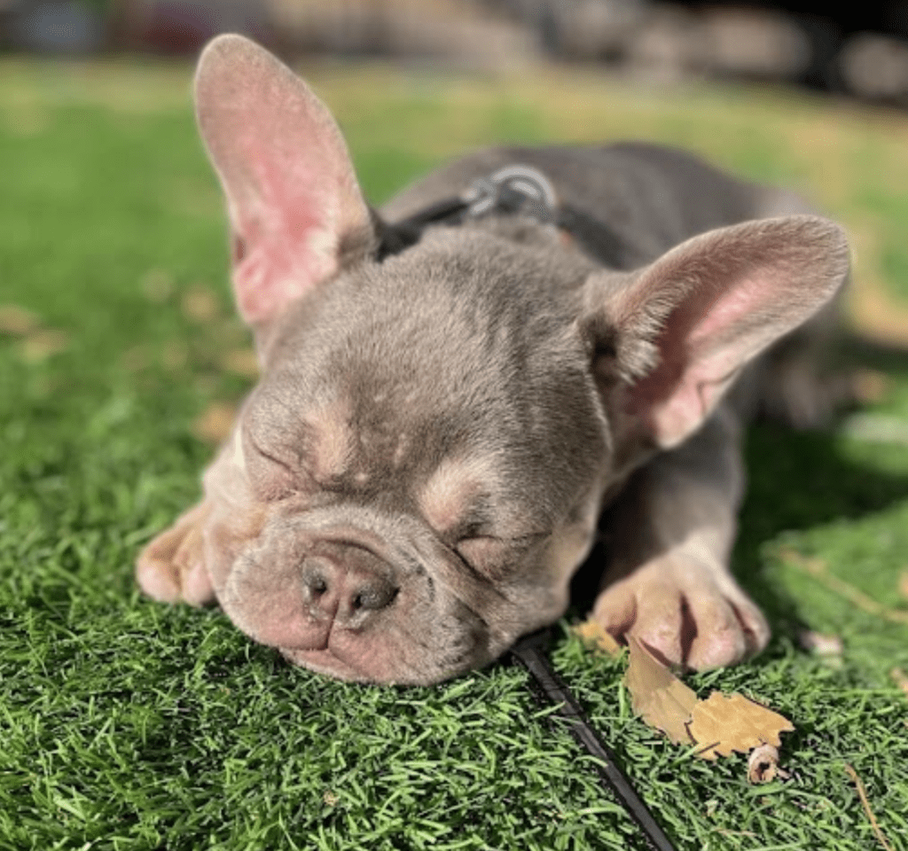 Cabo Lilac and Tan French Bulldog Male-The Sweetheart