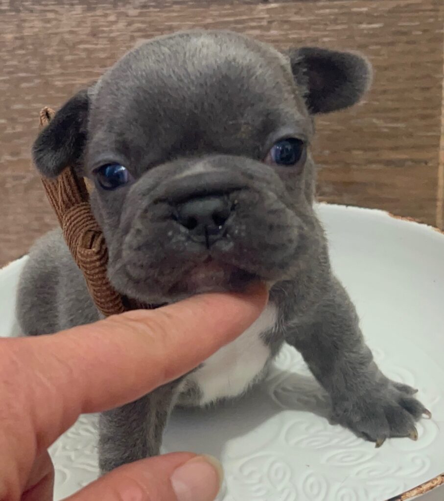 Everest Blue French Bulldog Male | Born October 7th, 2022