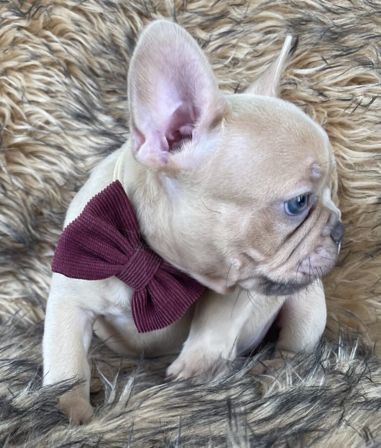 Brantley | Lilac Fawn Male French Bulldog | Born 10/1/22
