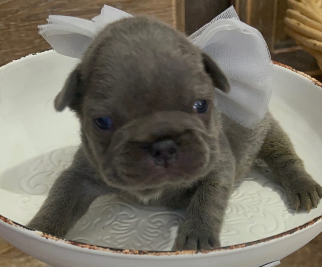 Eden Blue French Bulldog Female | Born October 7th, 2022