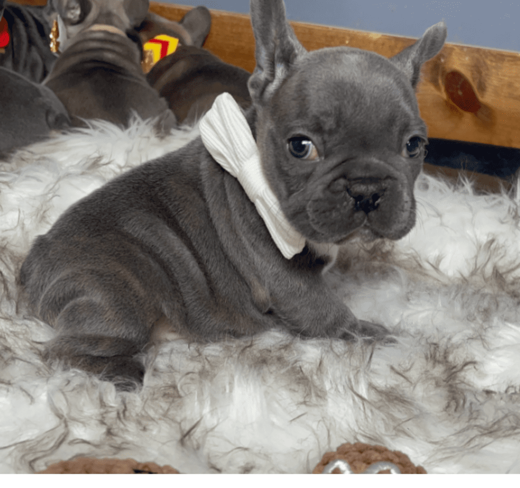 Everest Blue French Bulldog Male | Born October 7th, 2022