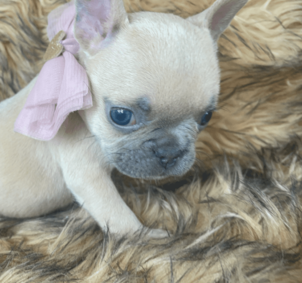 Brooklyn Lilac Fawn Female French Bulldog | Born October 1, 2022