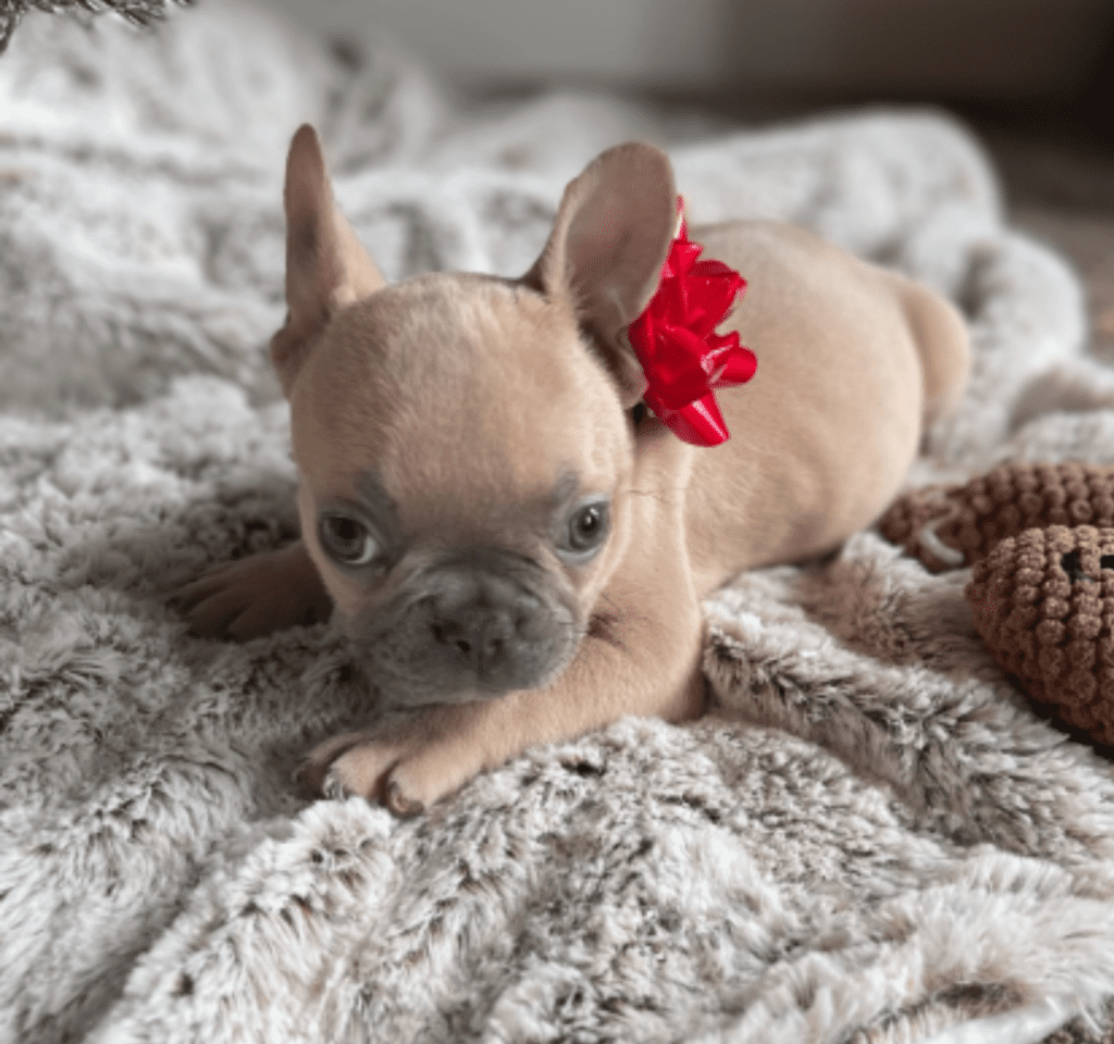 Brooklyn Lilac Fawn Female French Bulldog | Born October 1, 2022