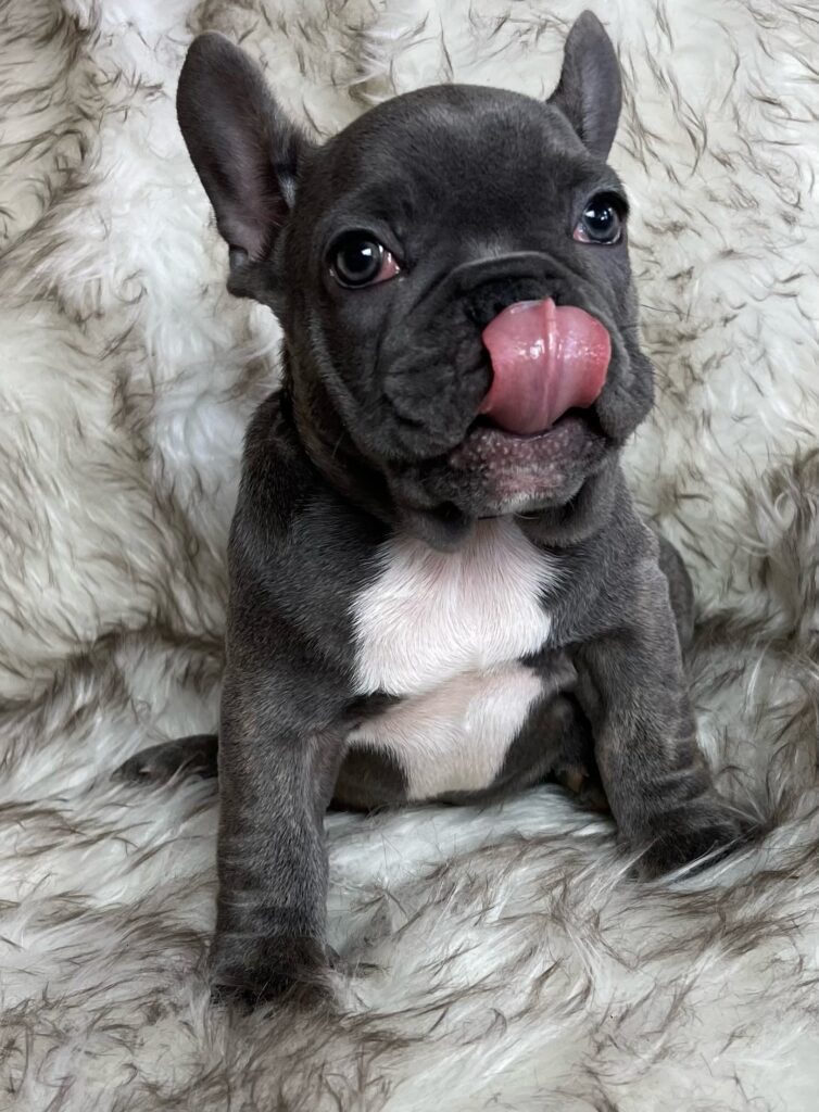 Erie Blue French Bulldog Female | Born October 7th, 2022