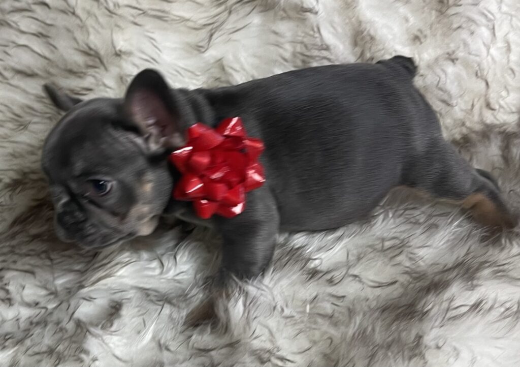 Eugene Blue and Tan French Bulldog Male | Born October 7th, 2022