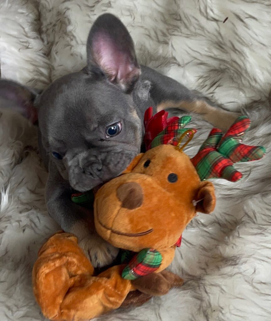 Eugene Blue and Tan French Bulldog Male | Born October 7th, 2022