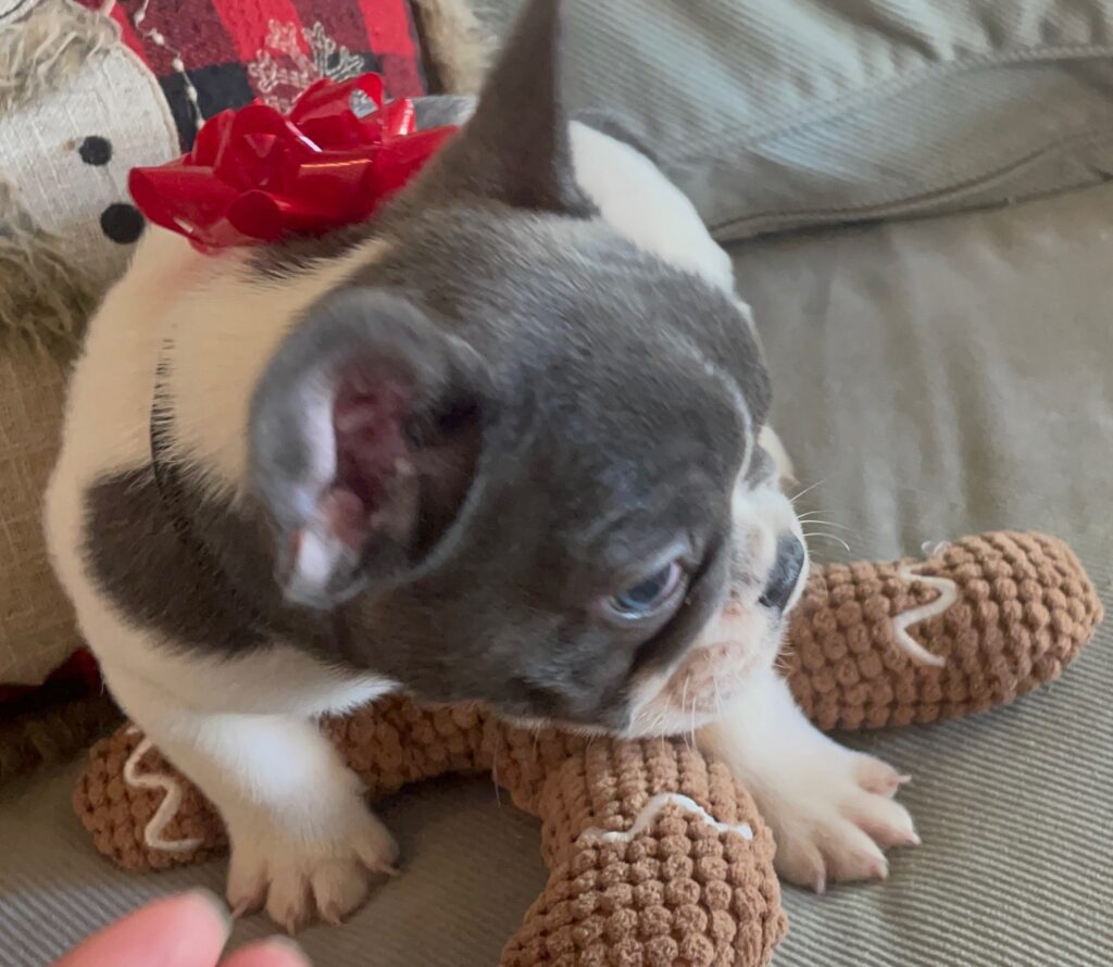 Hoss Blue Pied French Bulldog Male | Born October 9th, 2022