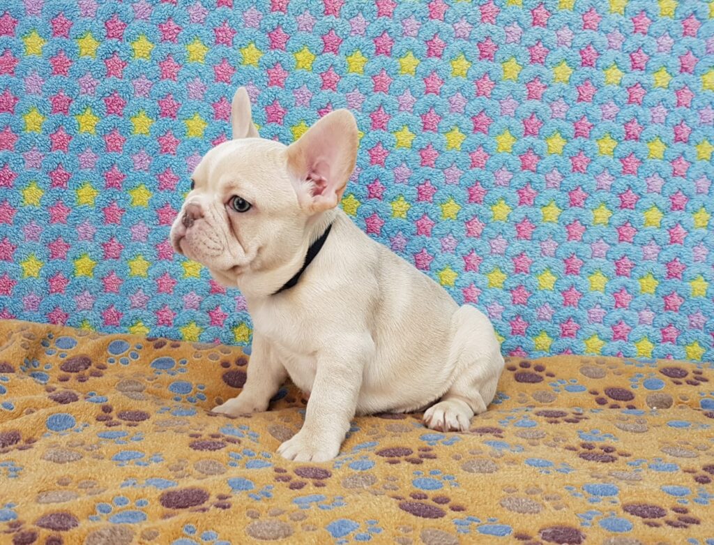 Powell Cream French Bulldog Male | Ready Feb 12, 2023