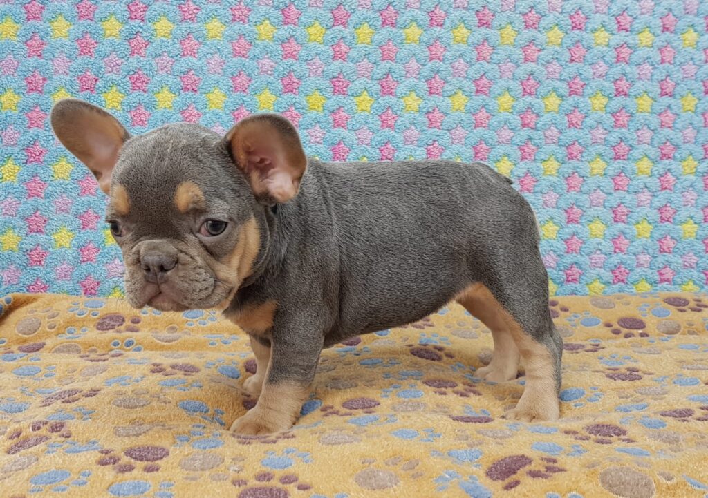 Penny Blue and Tan French Bulldog Female | Ready Feb 12, 2023