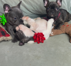 Frenchie Friday December 9th, 2022