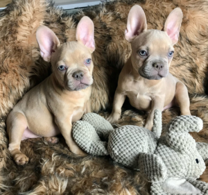 Frenchie Friday January 6th, 2023
