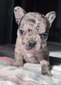 Jazzy Black Merle French Bulldog Female | Born November 23rd, 2022