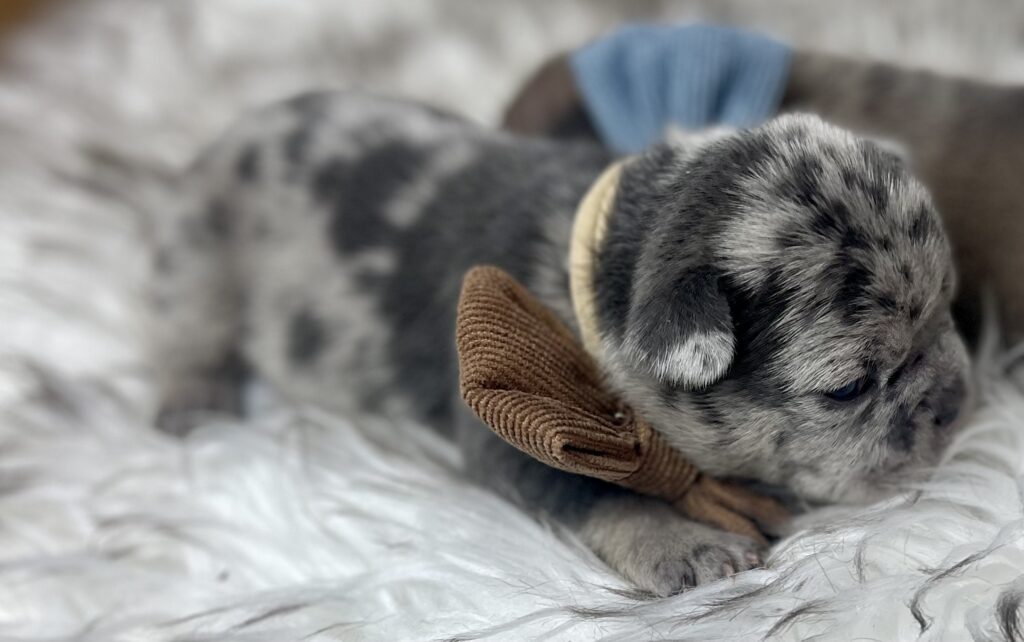 Morey Blue Merle French Bulldog Male | Ready March 6th, 2023