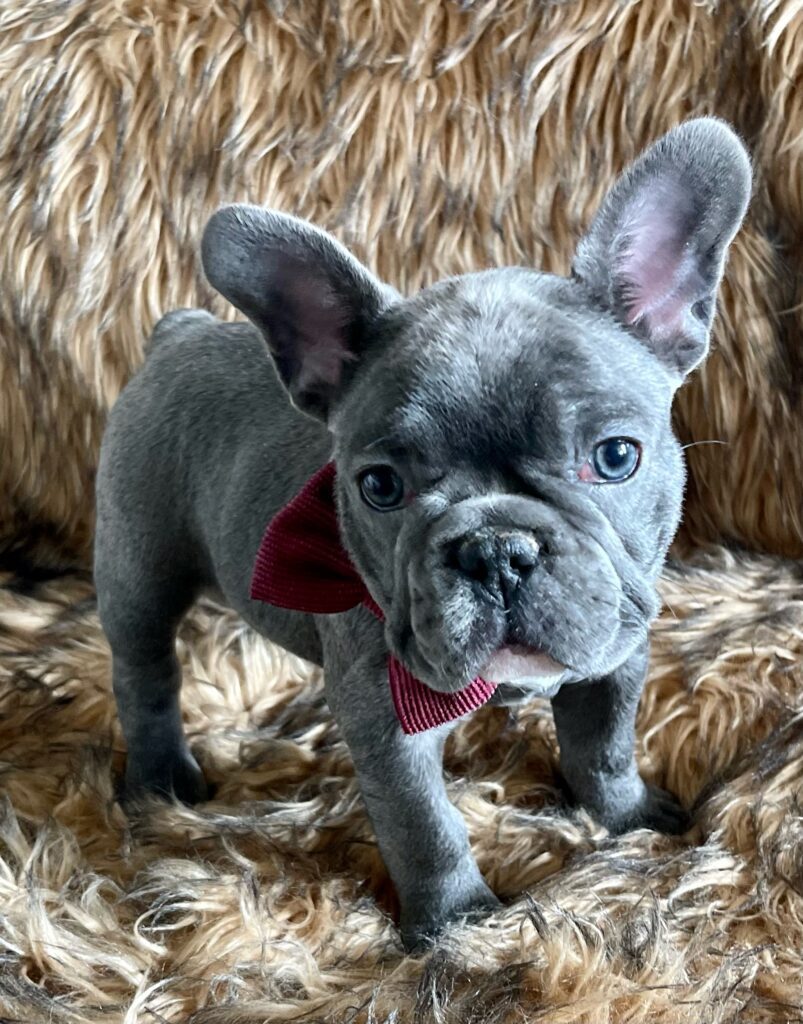Ivan Blue French Bulldog Male | Ready January 18th, 2023