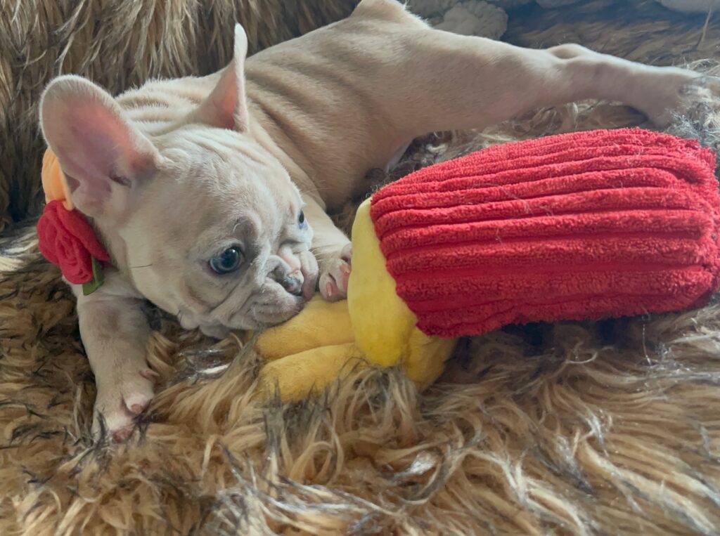 Ivory Lilac Fawn Merle French Bulldog Female-Reserved