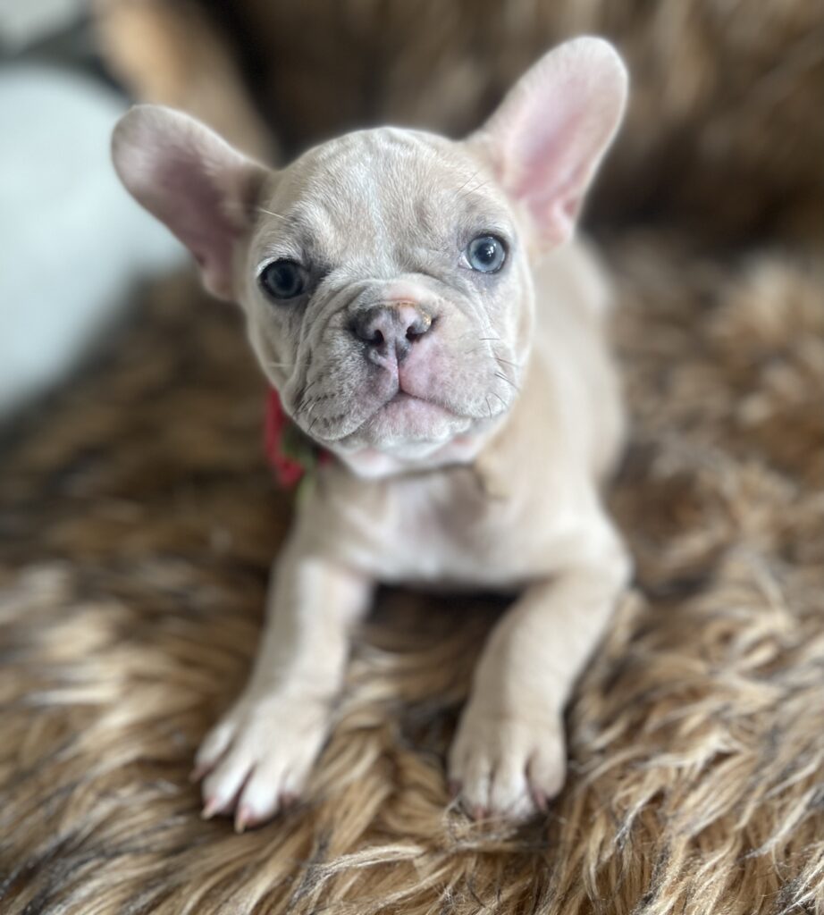 Ivory Lilac Fawn Merle French Bulldog Female-Reserved