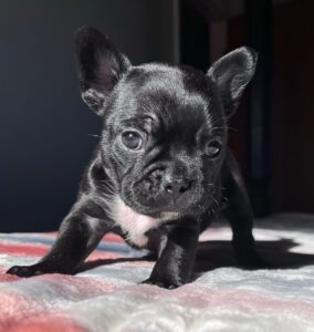 Jasmine Black French Bulldog Female | Born November 23rd, 2022