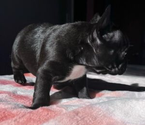 Jasmine Black French Bulldog Female | Born November 23rd, 2022