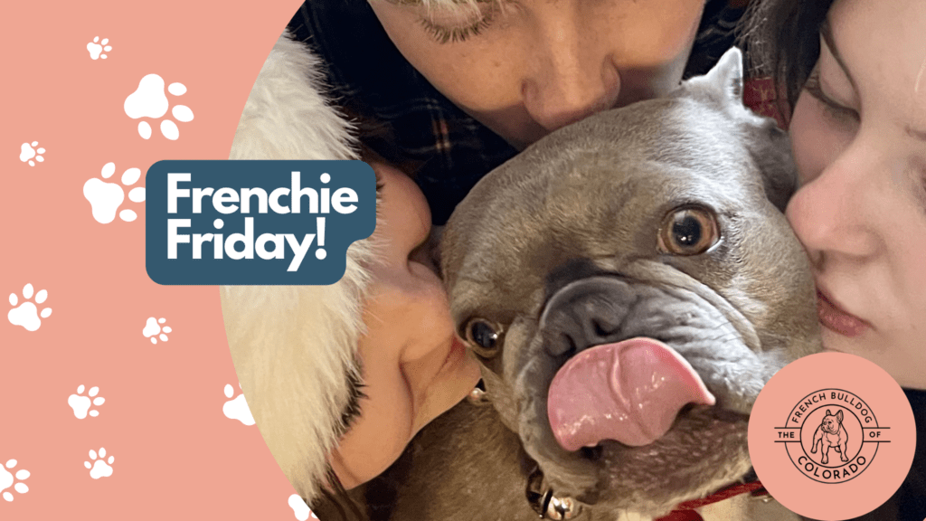 Frenchie Friday December 30th, 2022