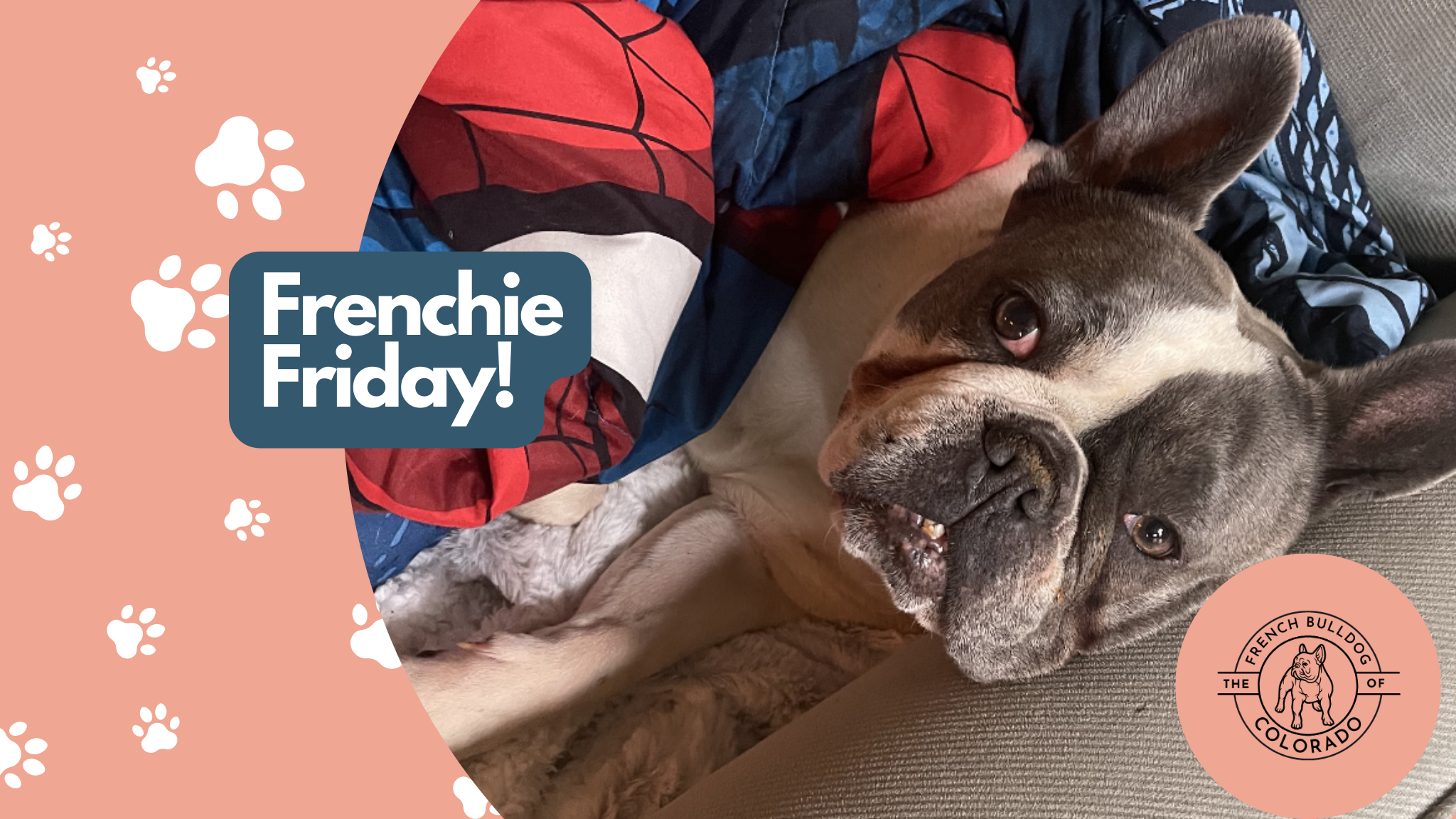 Frenchie Friday July 8th, 2022