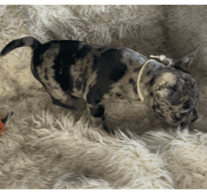 Joy Black Merle French Bulldog Female | Born November 23rd, 2022