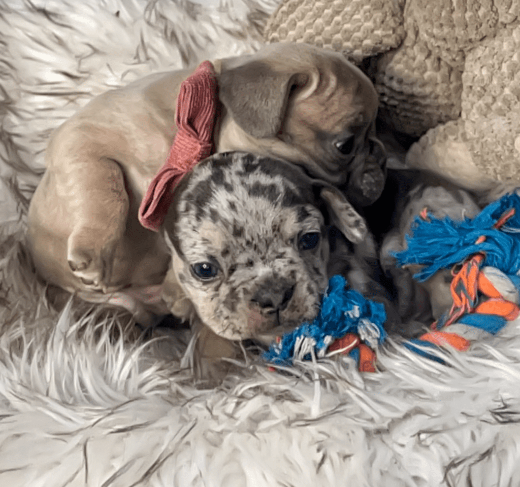 Morey Blue Merle French Bulldog Male | Ready March 6th, 2023