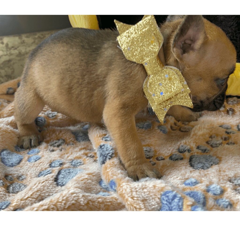 Queenie Fawn French Bulldog Female | Born Jan 23rd, 2023