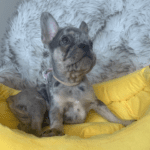 Nato Lilac Merle With Tan French Bulldog Male | Born January 6th, 2023