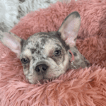 Nala Lilac Merle French Bulldog Feale | Born January 6th, 2023