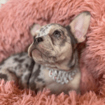 Nala Lilac Merle French Bulldog Feale | Born January 6th, 2023