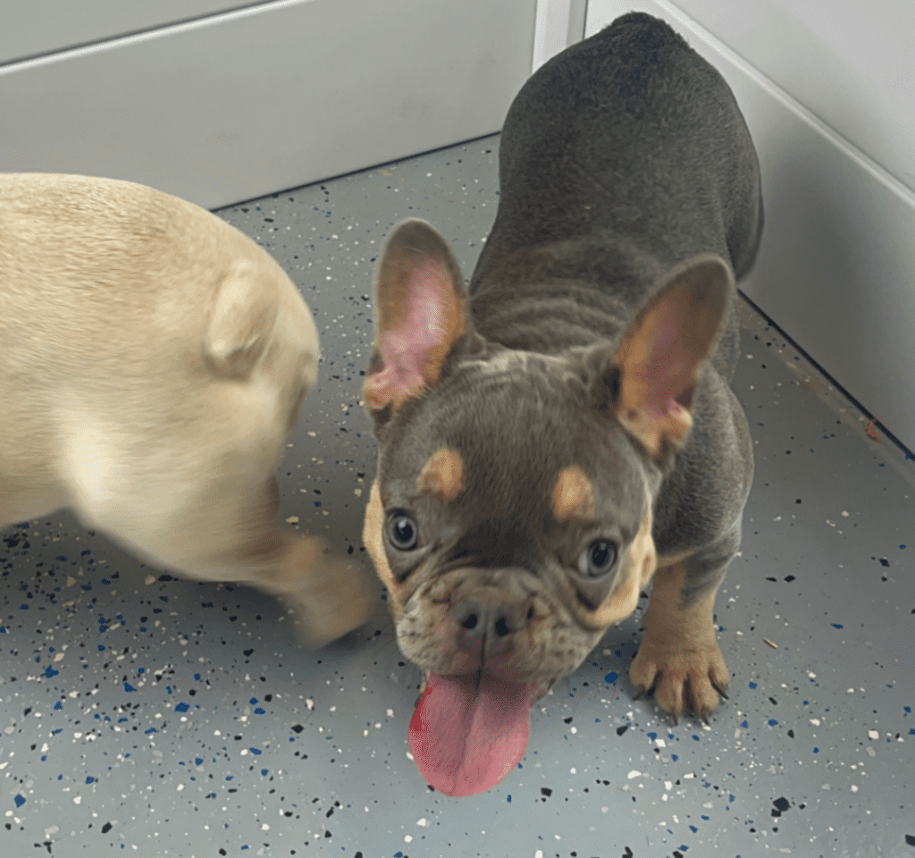 Penny Blue and Tan French Bulldog Female | Ready Now
