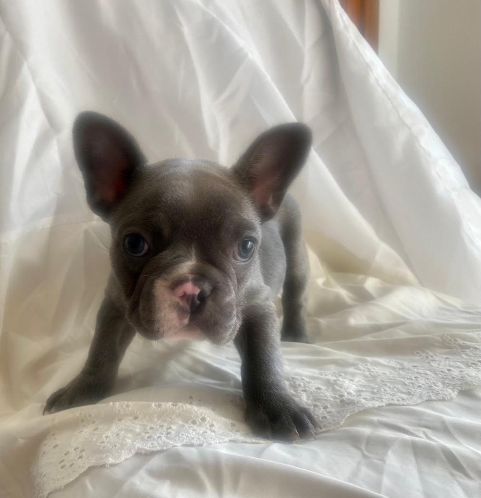Uma Blue French Bulldog Female | The Sweet One | Ready Now