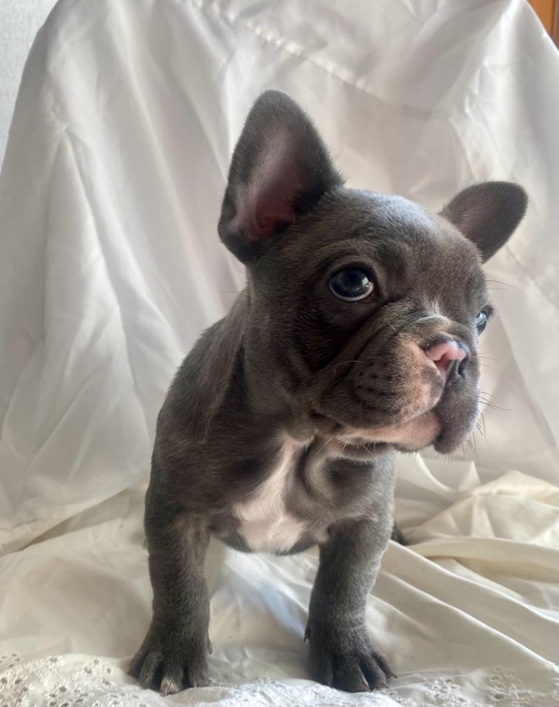 Uma Blue French Bulldog Female | The Sweet One | Ready Now