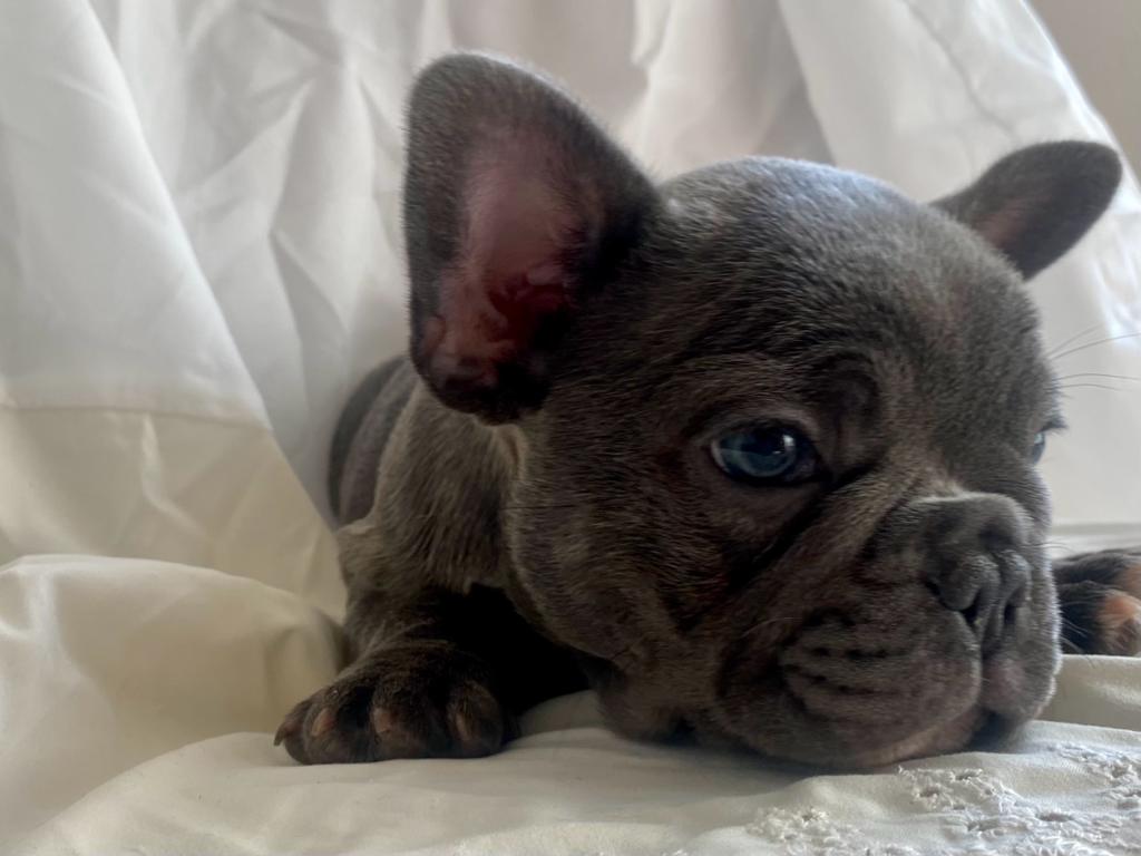 Usher Blue French Bulldog Male | Mr. Handsome | Ready Now