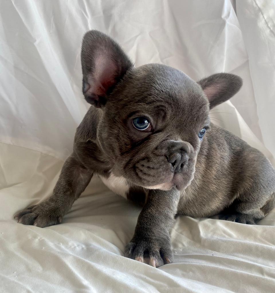 Usher Blue French Bulldog Male | Mr. Handsome | Ready Now