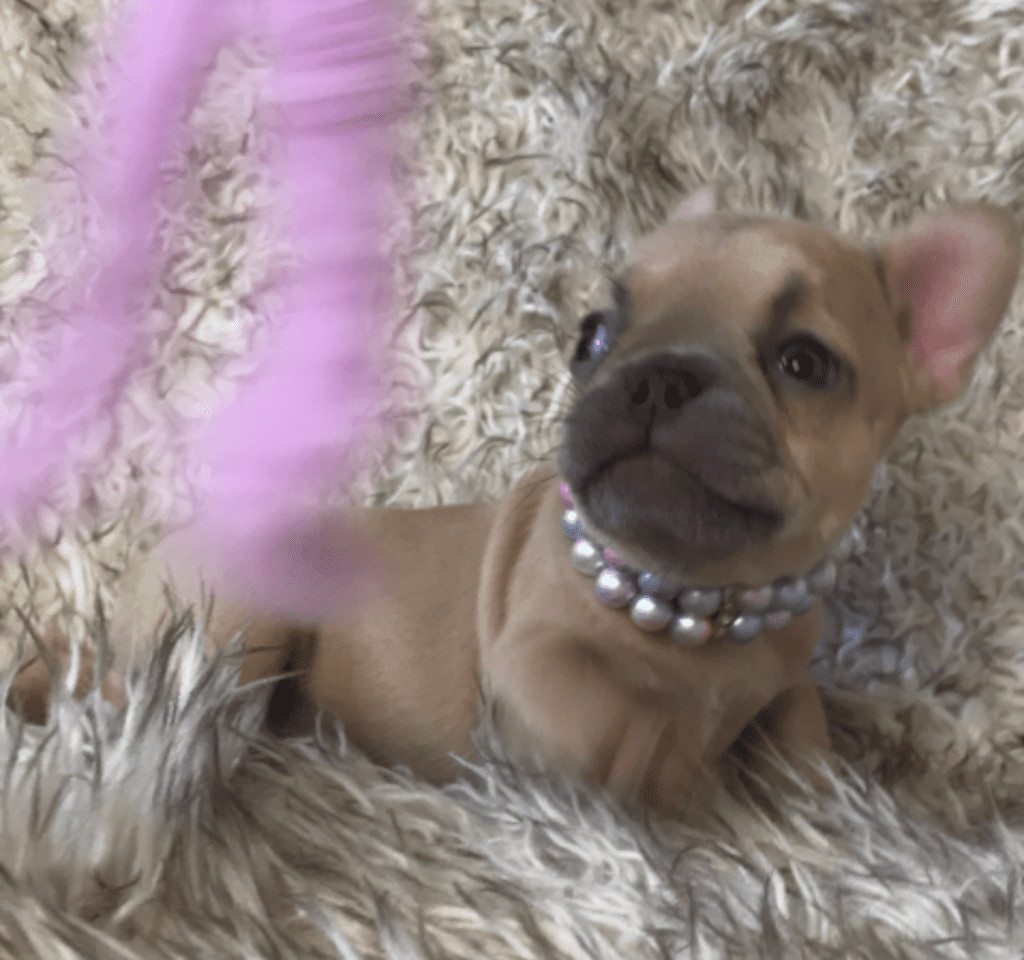 Rishi Lilac Fawn Female French Bulldog | Born February 27th, 2023