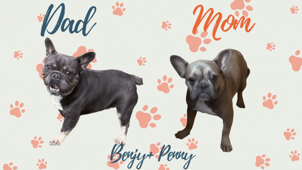 Zeppelin Blue Fawn French Bulldog Male | Ready May 17th, 2023