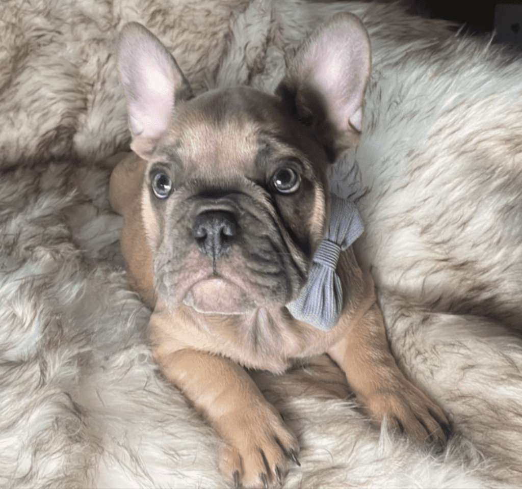 Zeus Blue Fawn French Bulldog Male | Ready May 17th, 2023