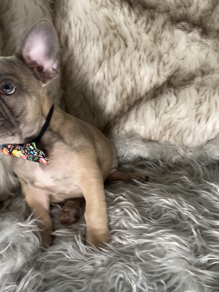 Zeppelin Blue Fawn French Bulldog Male | Ready May 17th, 2023
