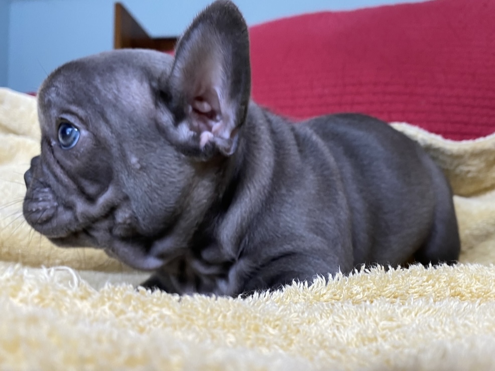 Zeta Blue French Bulldog Female | Ready May 17th, 2023