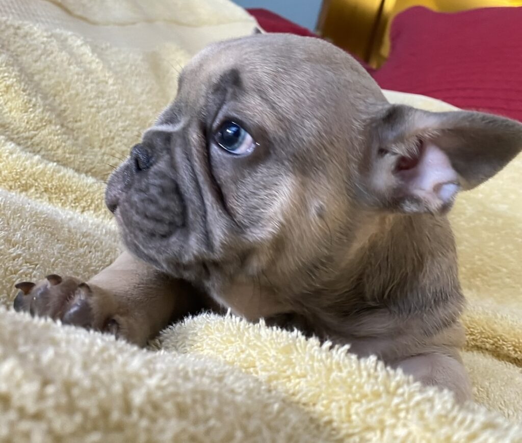 Zeus Blue Fawn French Bulldog Male | Ready May 17th, 2023