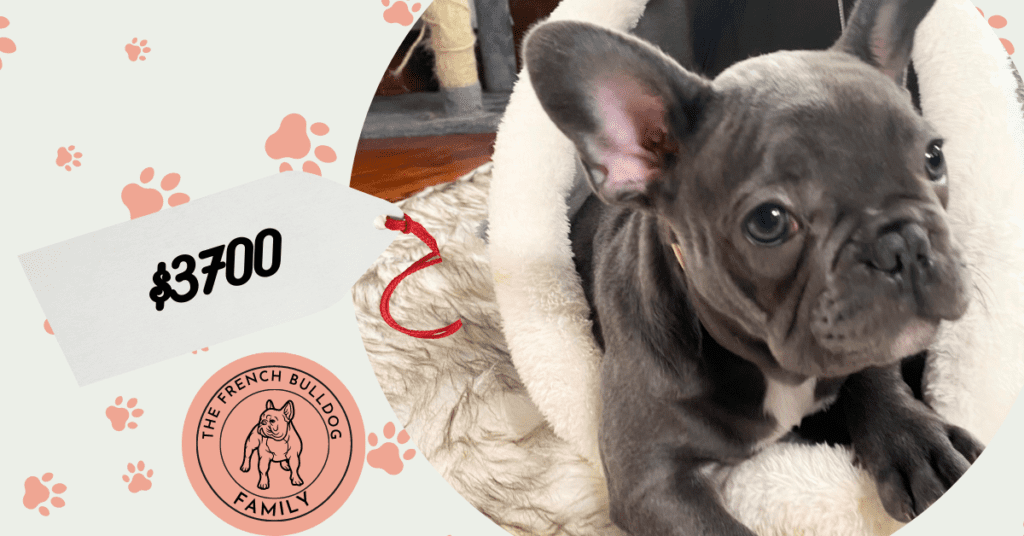 Zora Blue French Bulldog Female | Ready May 17th, 2023