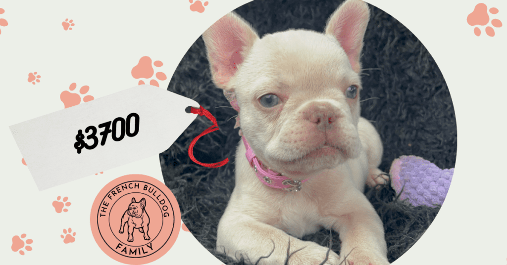 Sky Platinum French Bulldog Female | Born March 2nd 2023